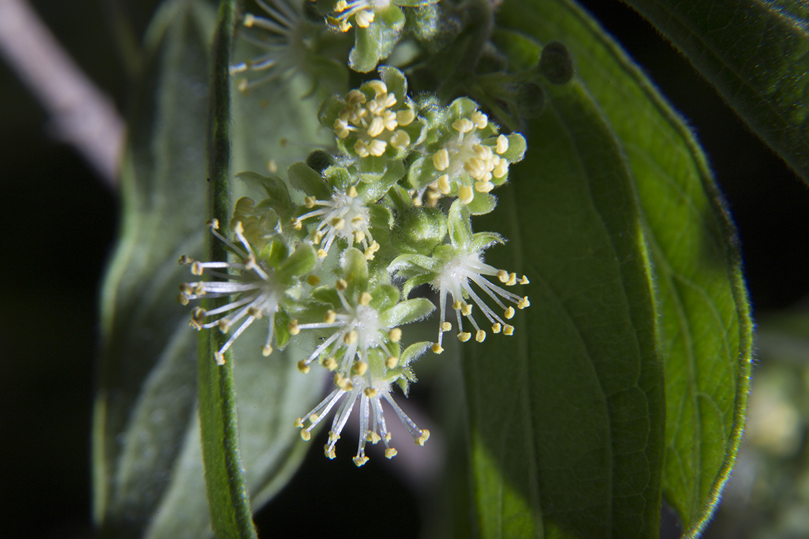 Imagen de la flor de palo varilla